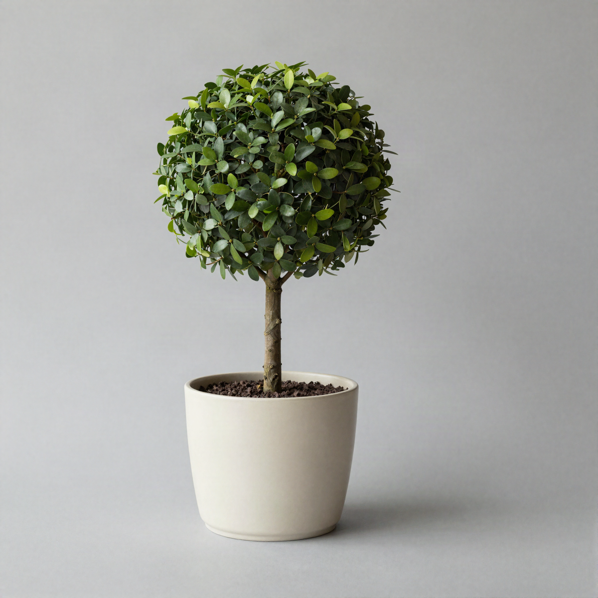 Preserved Boxwood Topiary