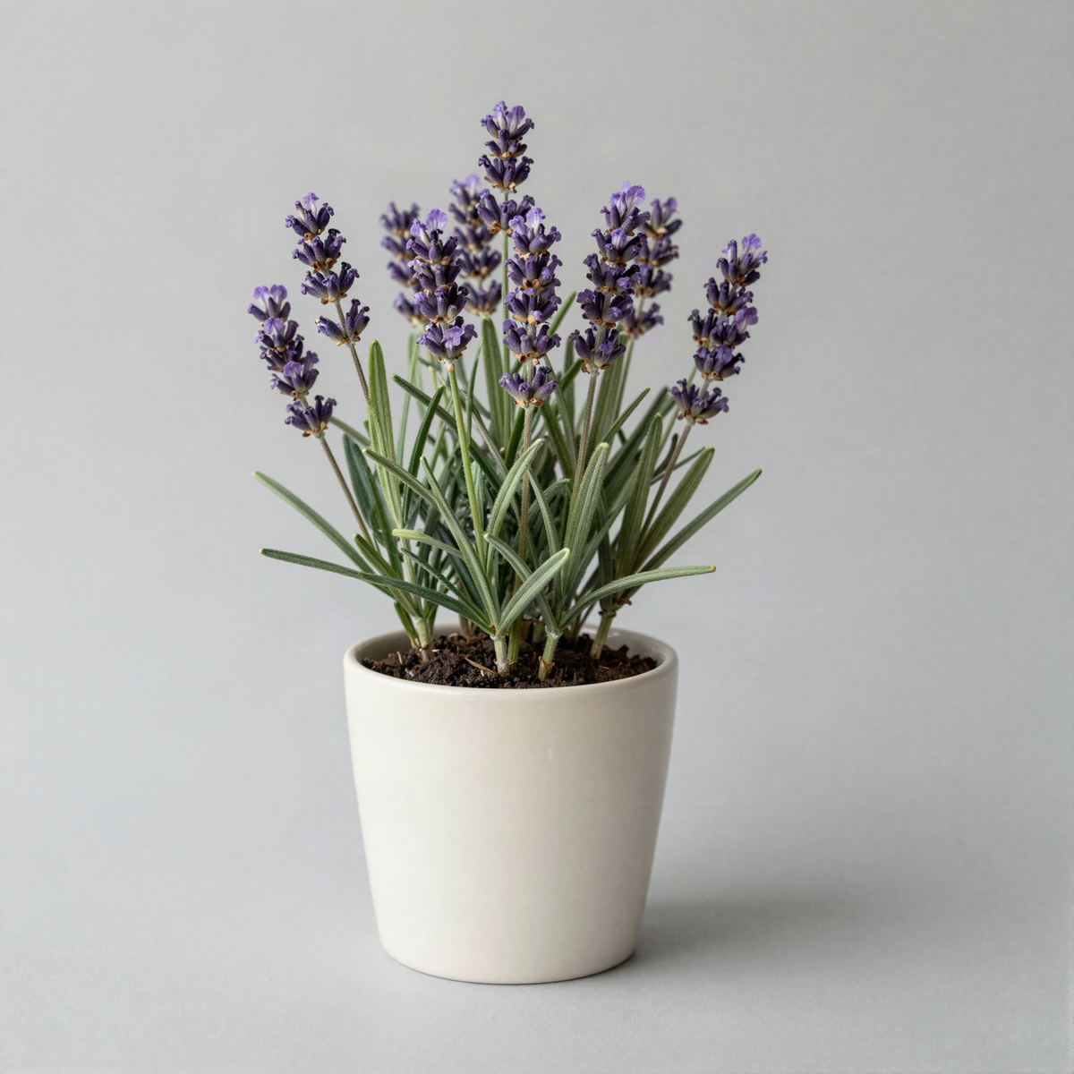 Artificial Lavender in Pot