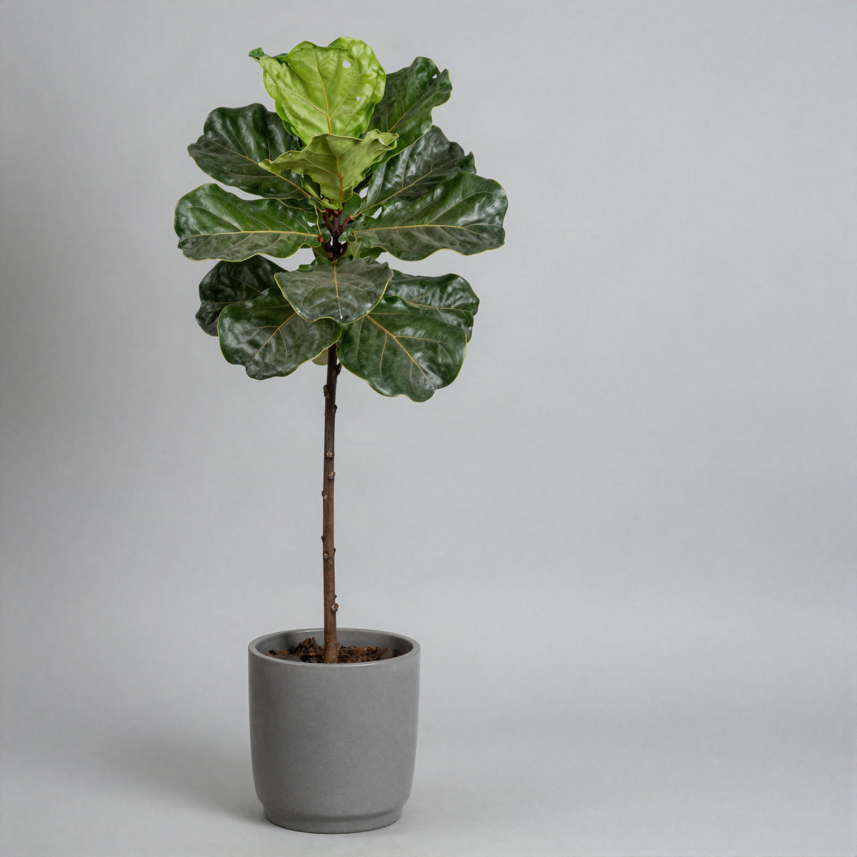 Faux Fiddle Leaf Fig