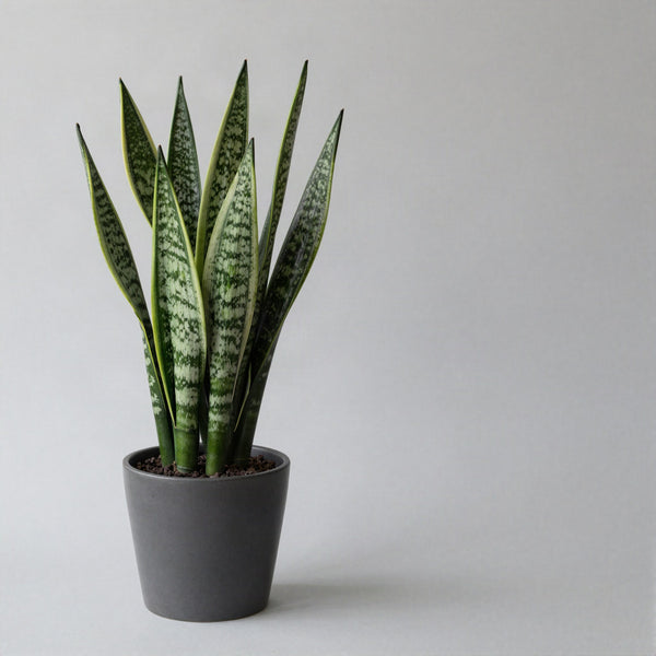 Faux Plants & Greenery