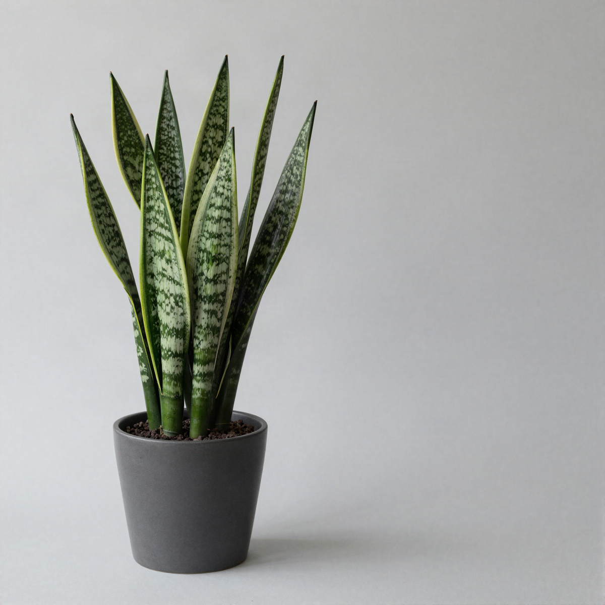 Faux Snake Plant in Pot