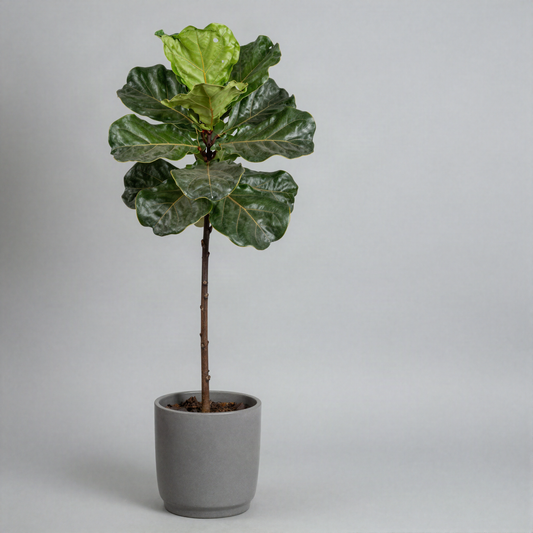 Faux Fiddle Leaf Fig